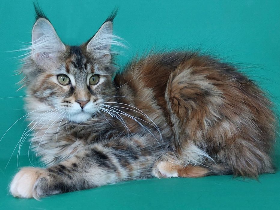 Дівчинка чорна мармурова черепаха