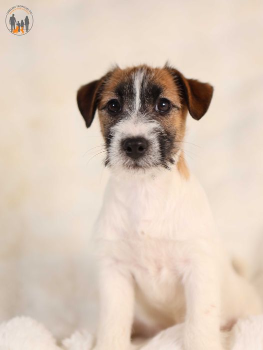 Jack Russell Terrier ZKwP FCI