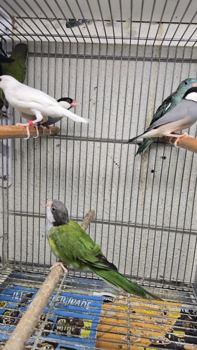 Javas e outras aves
