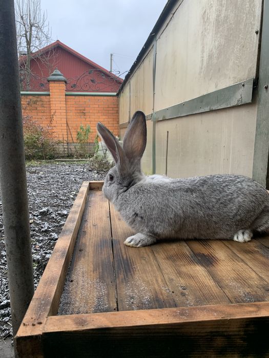 Продам  кролі