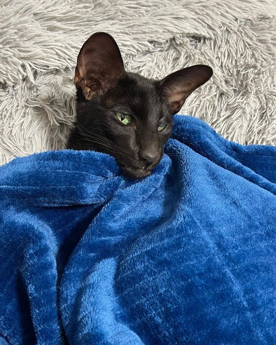 Оріентальна киця шукає кота на в’язку