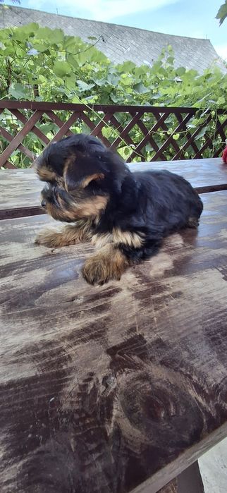 Yorkshire terrier szczeniak