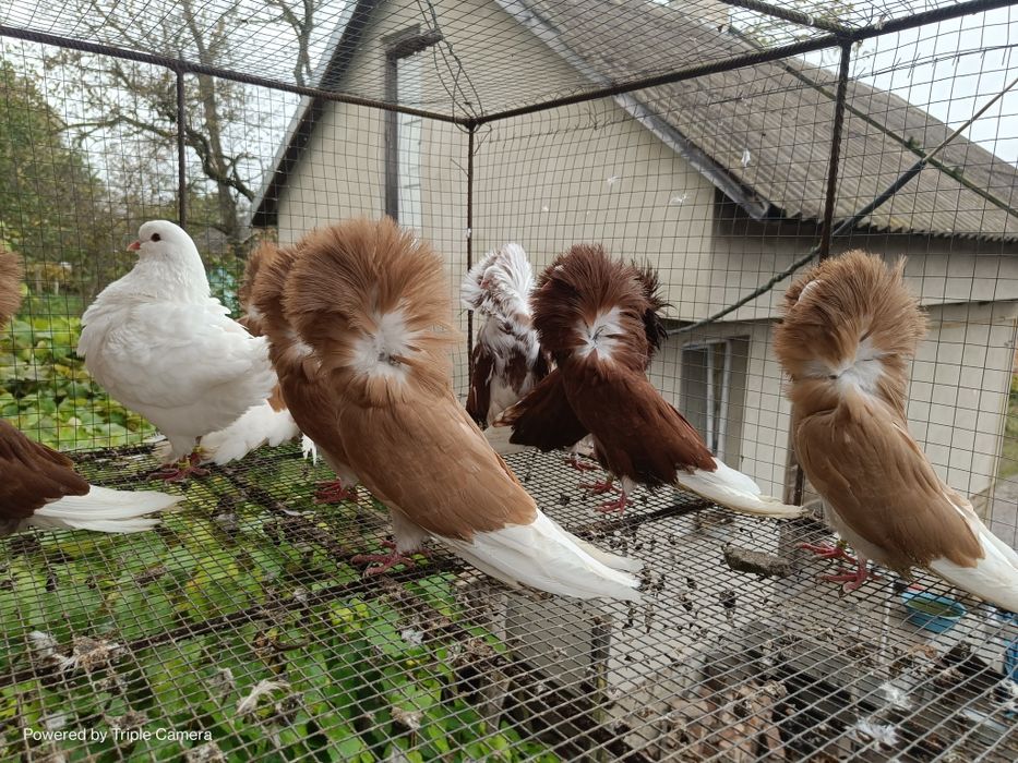 Продам якубіни !