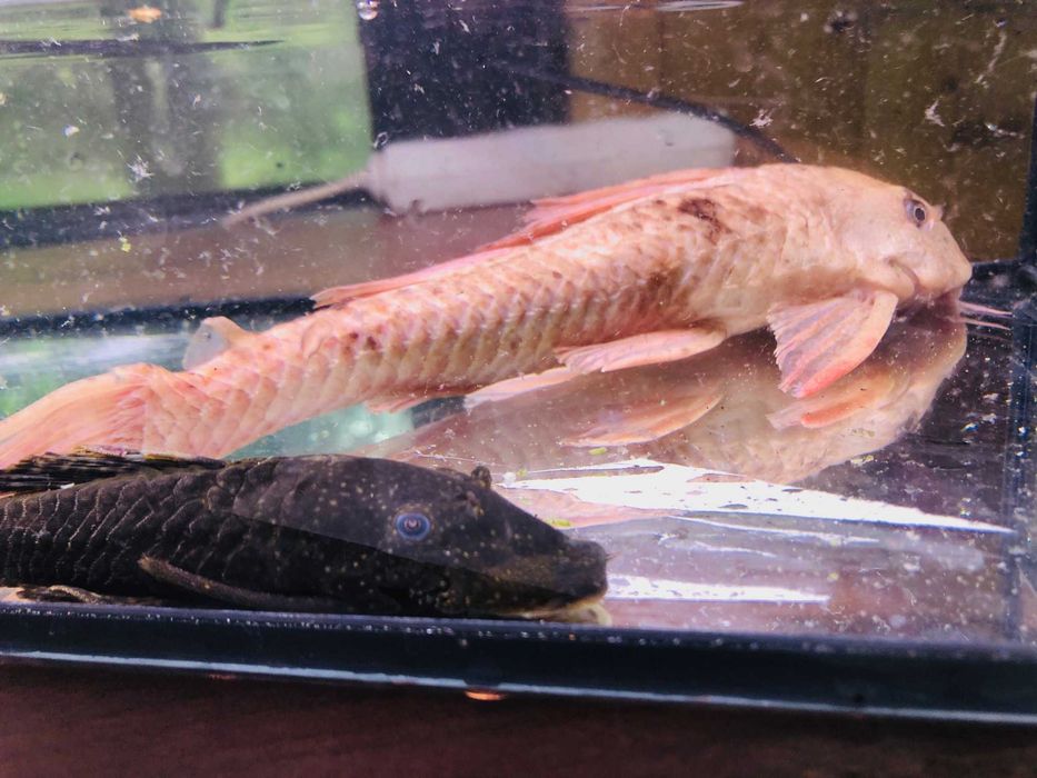 Glonojad , Zbrojnik Albinos 30 cm