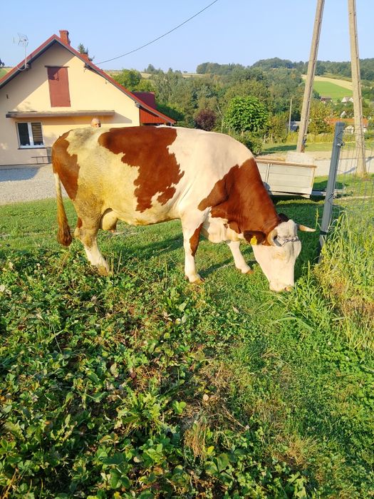 mućka cielna z trzecim cielęciem