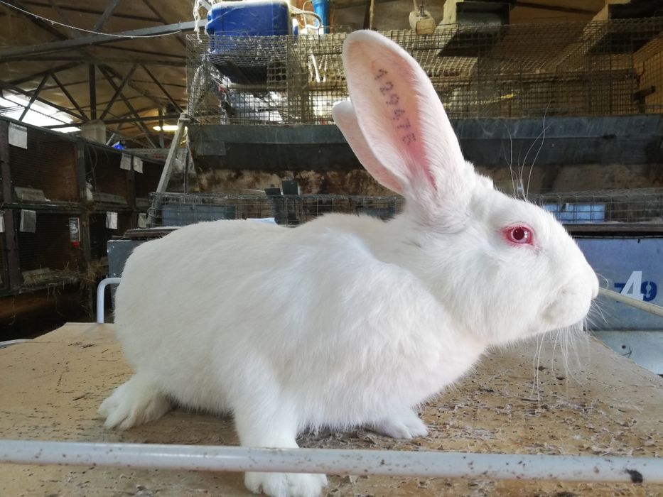 Królik termondzki biały samiec króliki