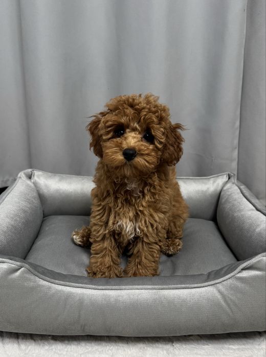 Неймовірна красуня дівчинка мальтипу ф2