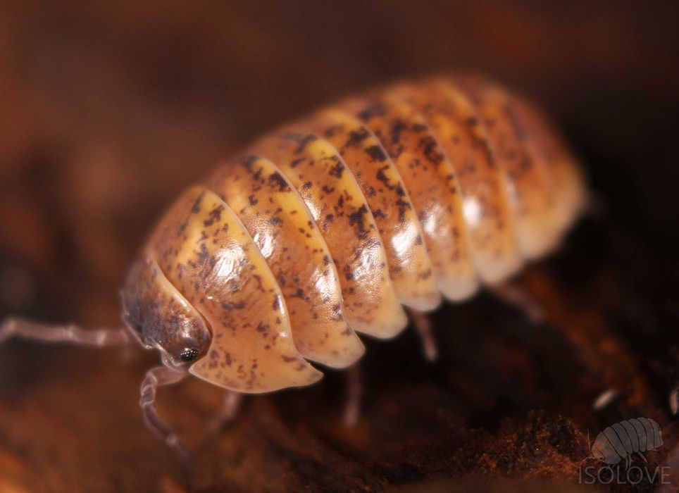 Armadillidium badium "calico" (Sycylia), równonogi, isopoda, prosionki