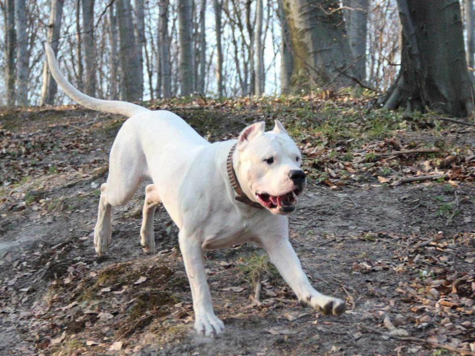 Вязка,кобель Аргентинський дог