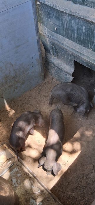 Porcos  para venda