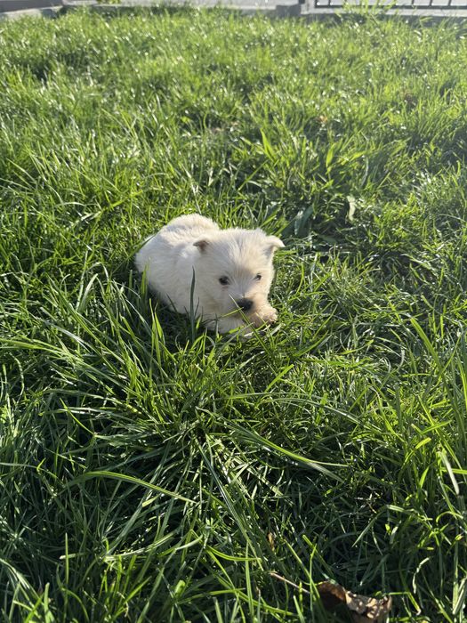 Cudowny Piesek West Highland White Terrier Gotowy Do Odbioru!