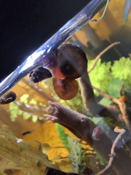 Caracóis Ramshorn