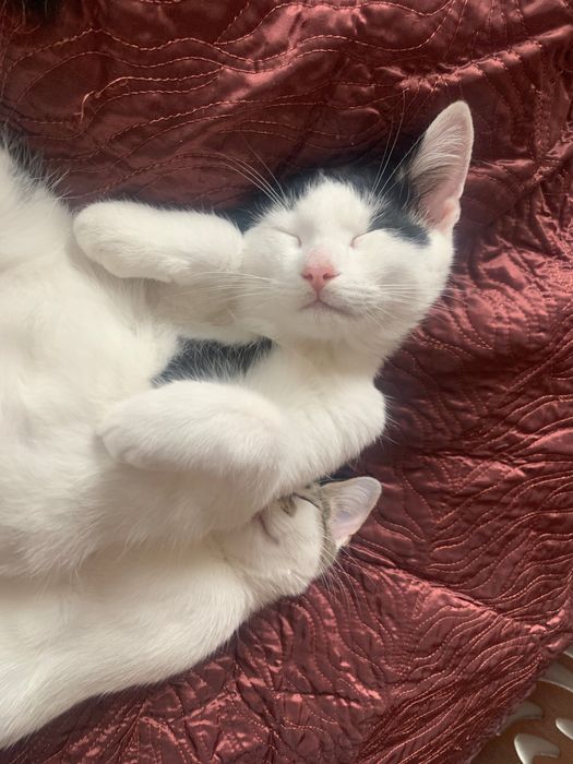 Кошенята Дивовижні