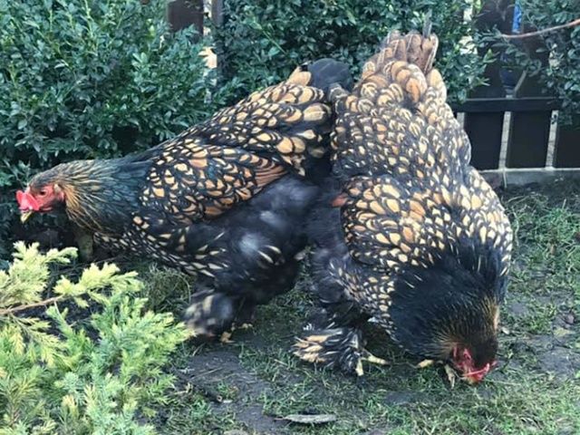 Інкубаційне яйце. Курчата, Брама спліш, золото.