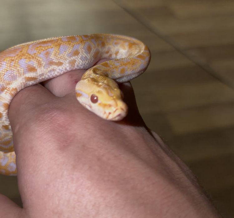 Wąż nie Zbożowy albino