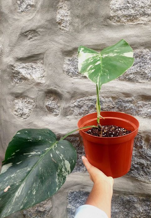 Planta Monstera albo variegata