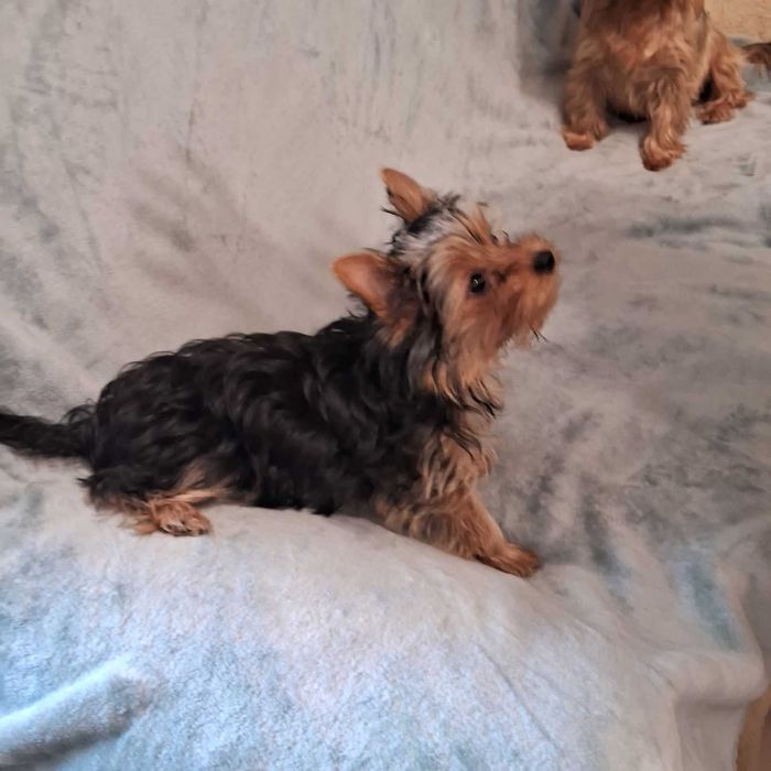 Йорки, хлопчики, малюки