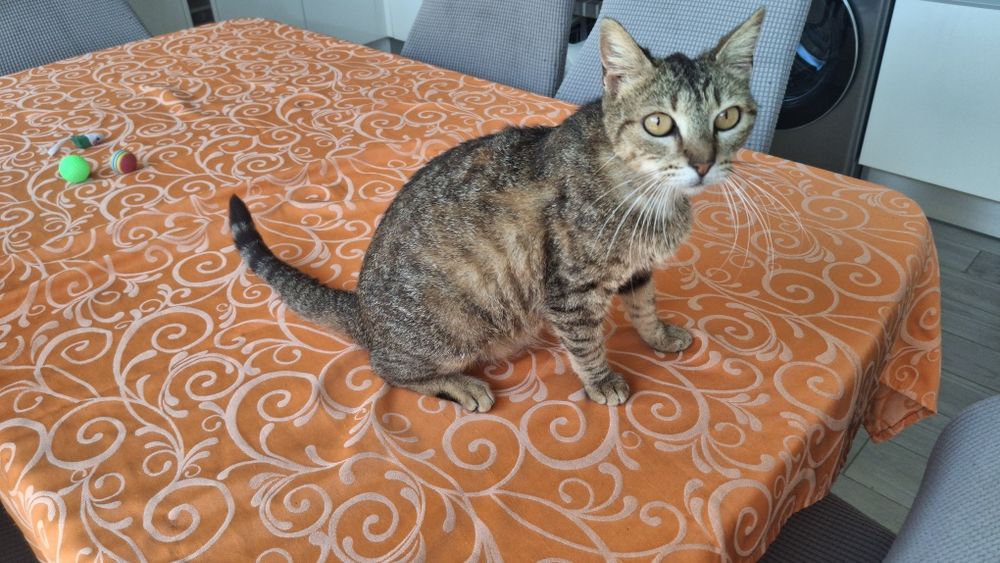 Gatinha adulta para adoção