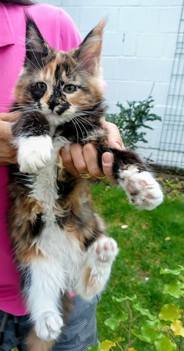 Dziewczynka Maine Coon