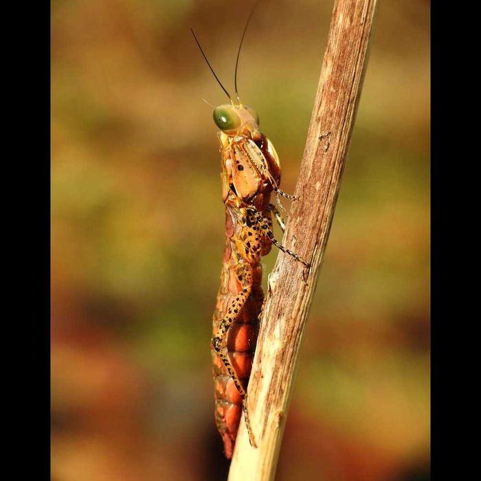 Tarachodula pantherina MODLISZKA PANTERA