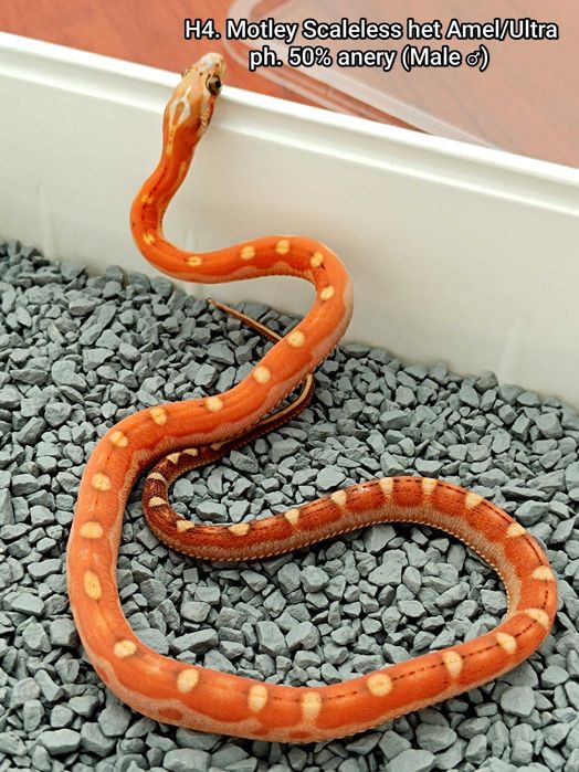 Wąż zbożowy Motley Scaleless het Amel/Ultra ph. 50% anery