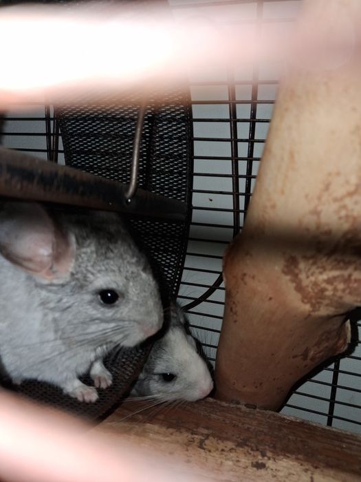 Продам чарівних пухнастиків