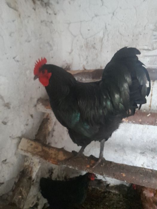 Koguty Australorp