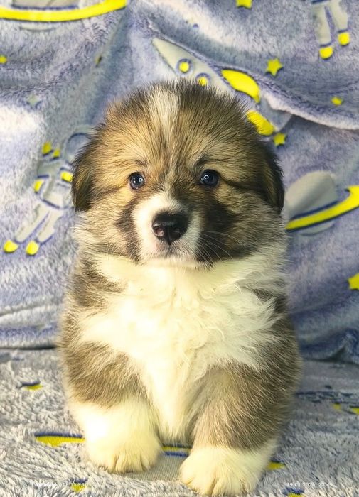 Неймовірно гарні породні цуценята вельш коргі пемброк