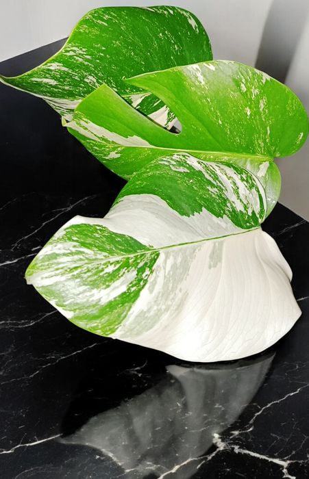 Монстера Альба/ Monstera Albo