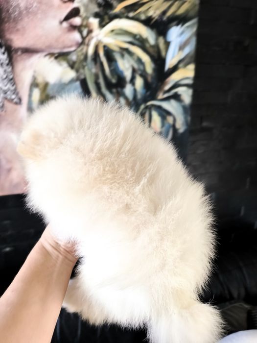 Spitz Mini.  Lulu da Pomerânia . Laranja. Linhagem Russa