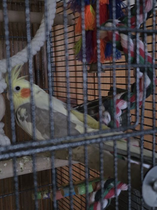 Nimfa samica,sprzedam