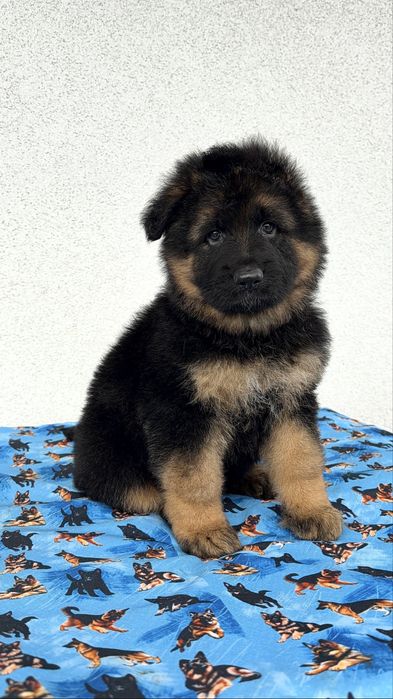 Цуценята німецької вівчарки