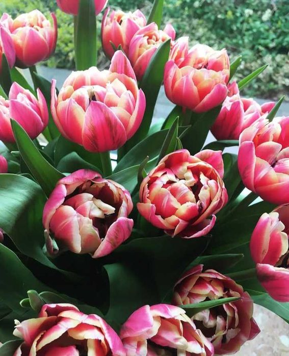 Цибулини тюльпанів на опт