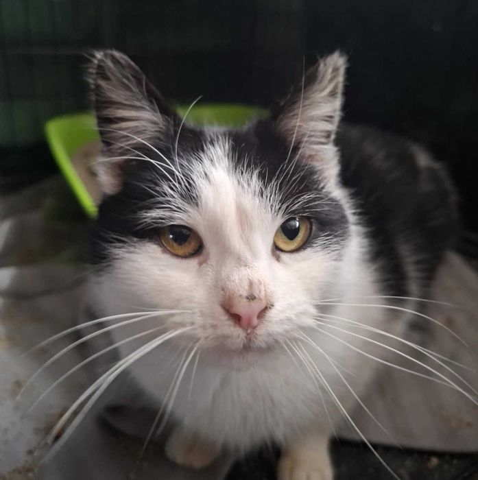 Mochi – czuła i radosna kotka szuka swojego miejsca