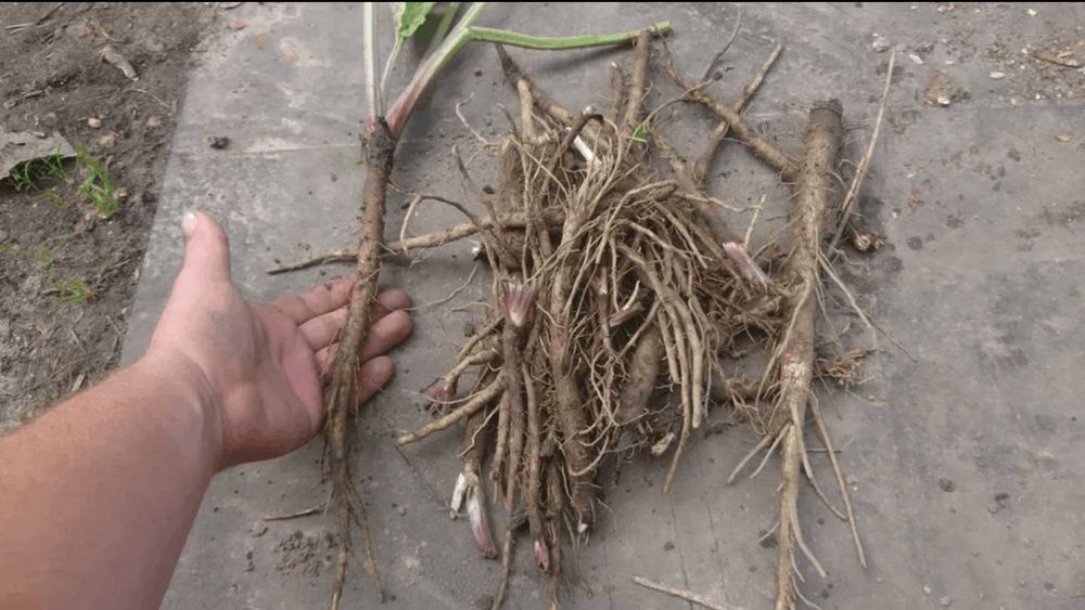 Korzeń łopianu świeżo kopany ŁOPIAN 3kg wysyłka w 48h