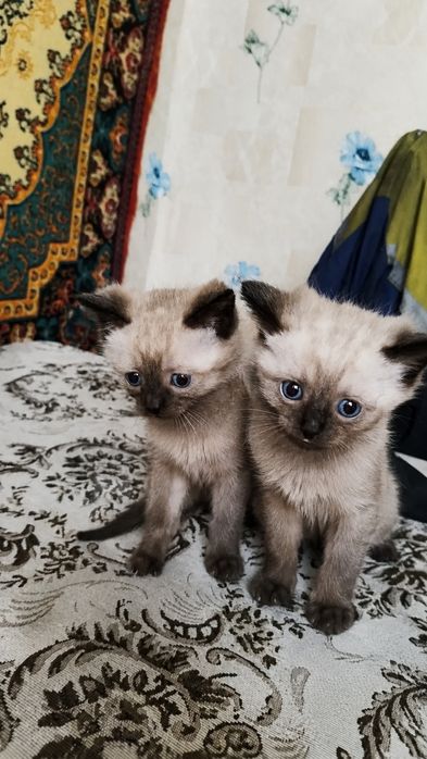 Продам котят мальчики