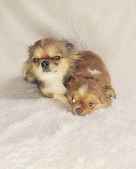 Чизуахуа 3,5 месяца(со всеми прививками)