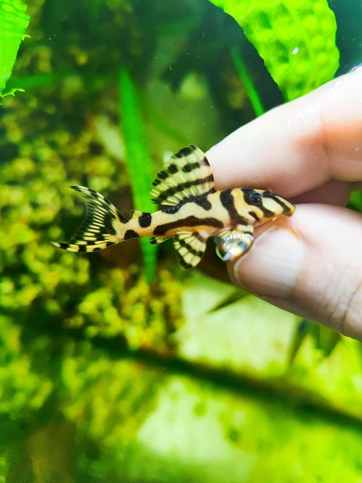 Супер красиві соми Гіпанциструс L333 Gold/L соми