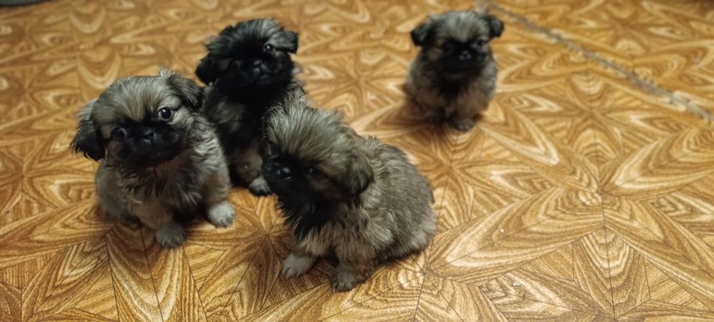 Дівчинка пекінес шукає люблячу родину