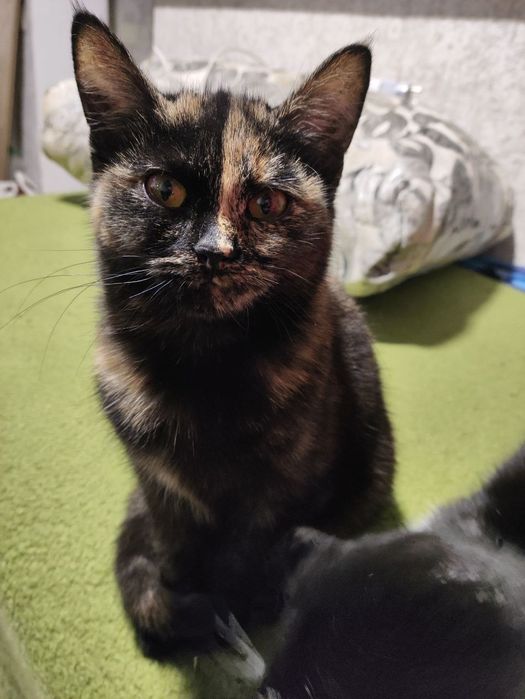 Кошеня, дівчинка