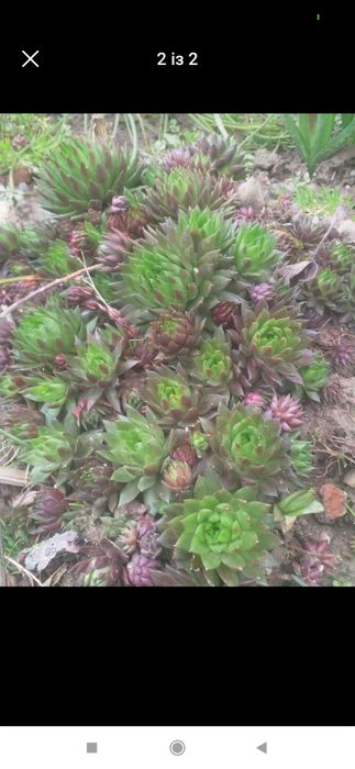 Сукуленти сукуленти