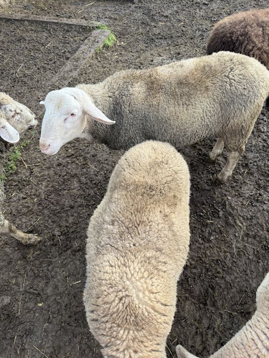 Лакони ярки и баранчики