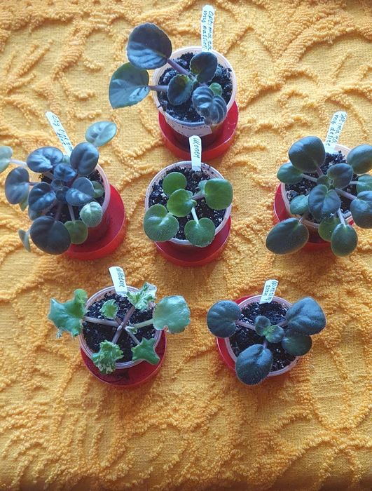 Продам деткі фіалок 10грн