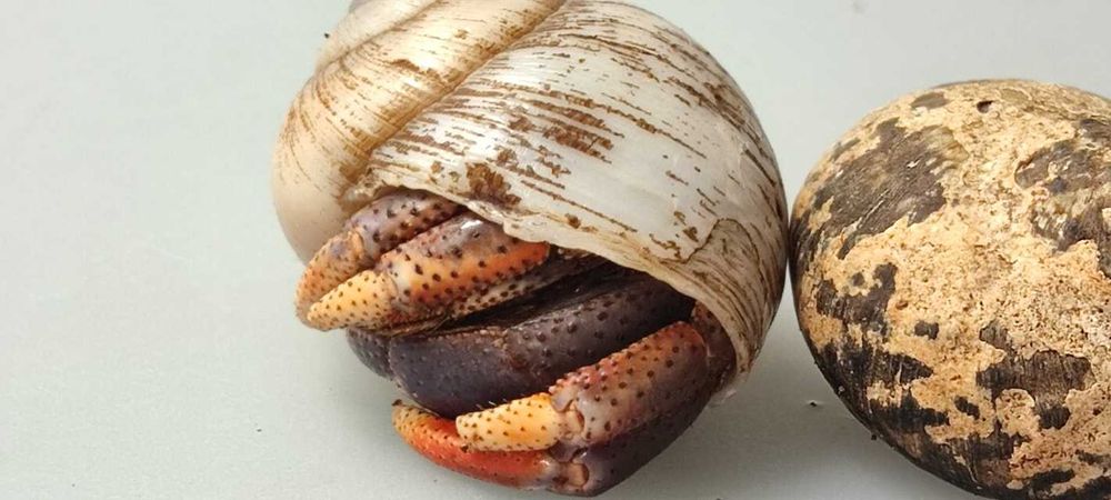 Coenobita clypeatus Krab pustelnik