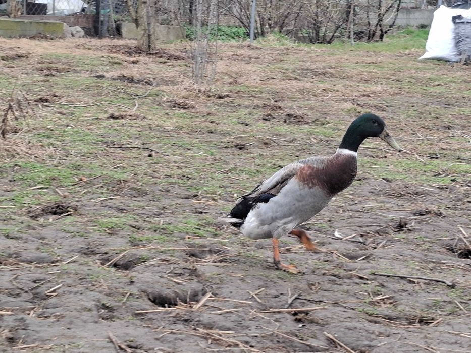 Biegus Indyjski - kaczory