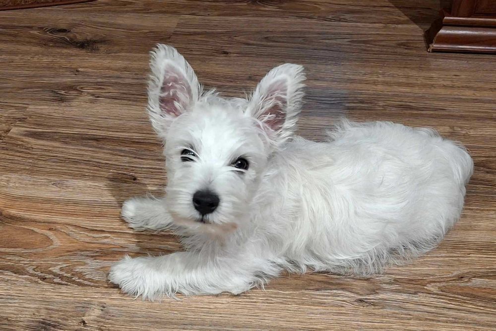 Szczeniak West Highland White Terrier FCI
