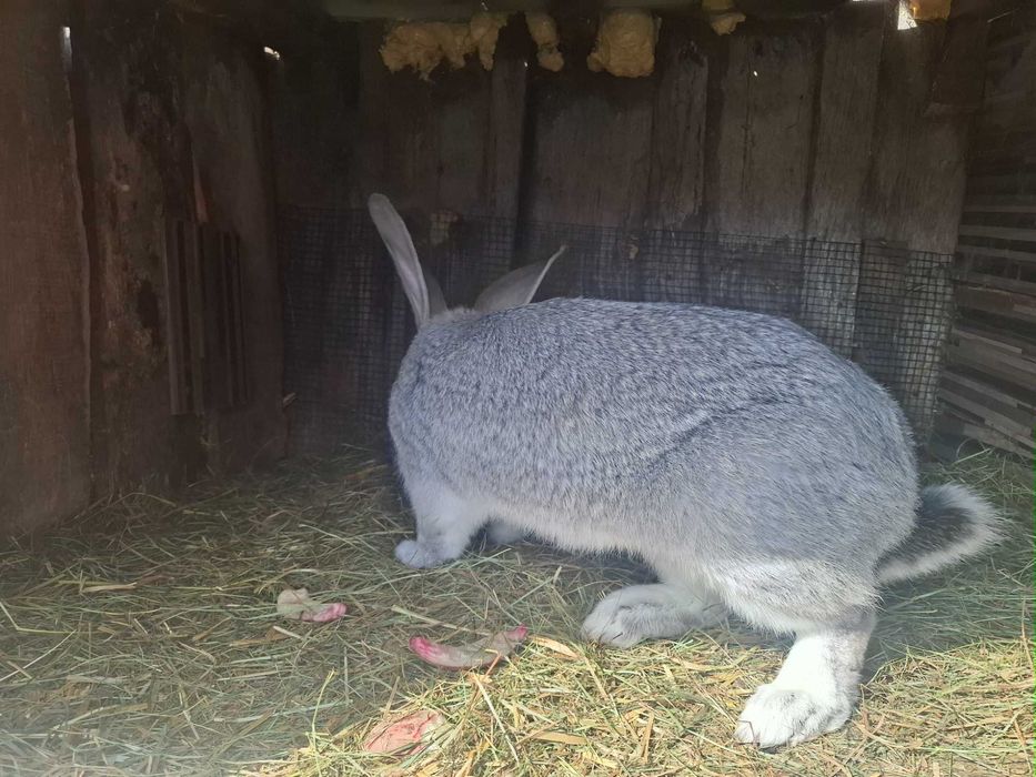 Sprzedam samca 8kg łodzki