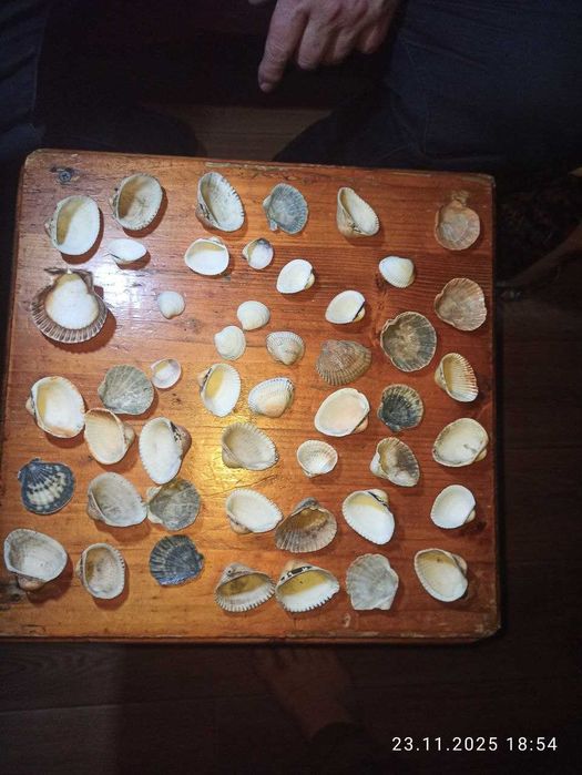 продам разные аквариумные ракушки