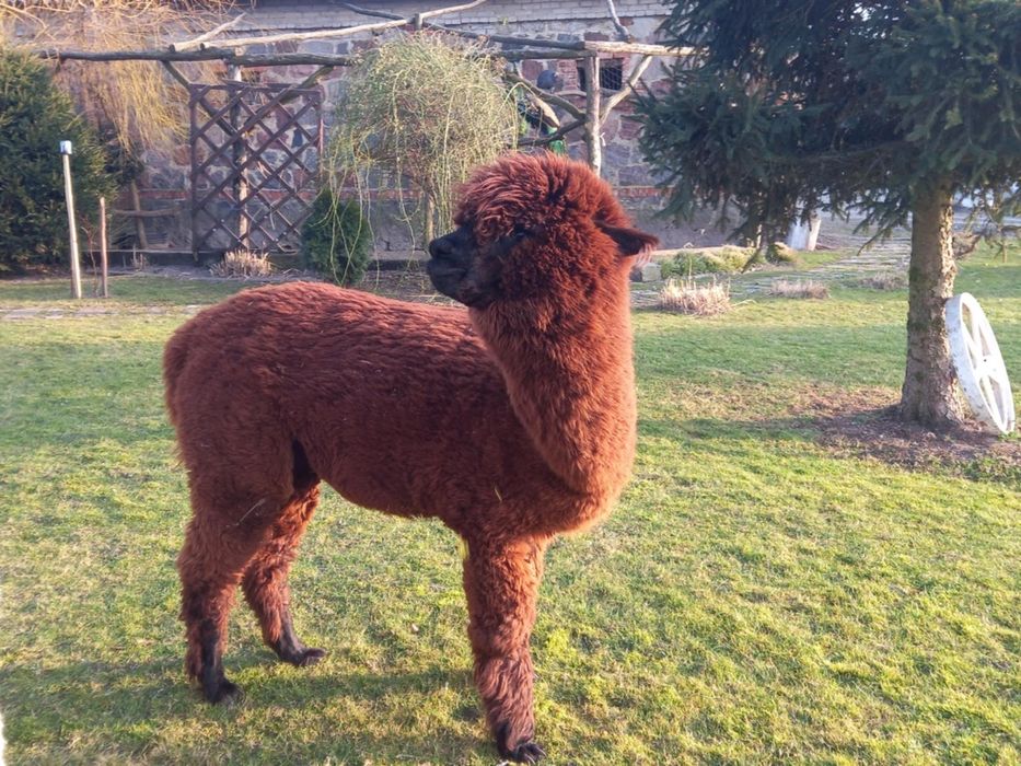 Sprzedam samicę alpaki