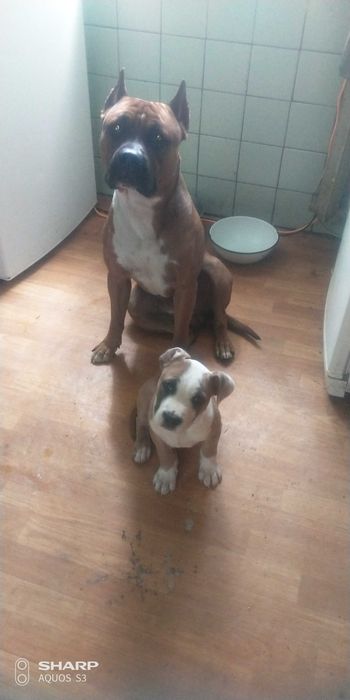 Амстафф для вязки